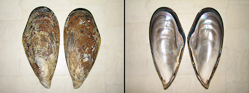19cmの巨大シュウリ貝の貝殻