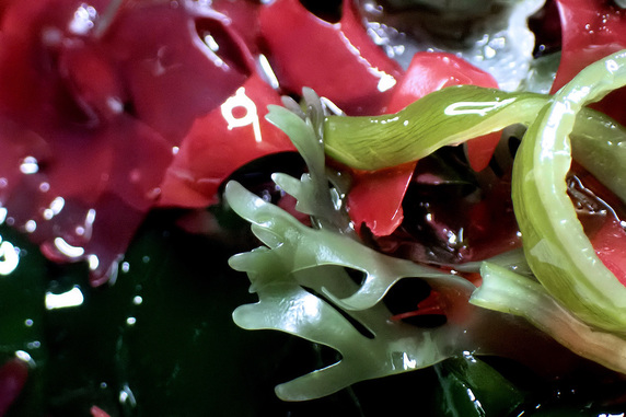 リケンの乾燥海藻サラダが好き
